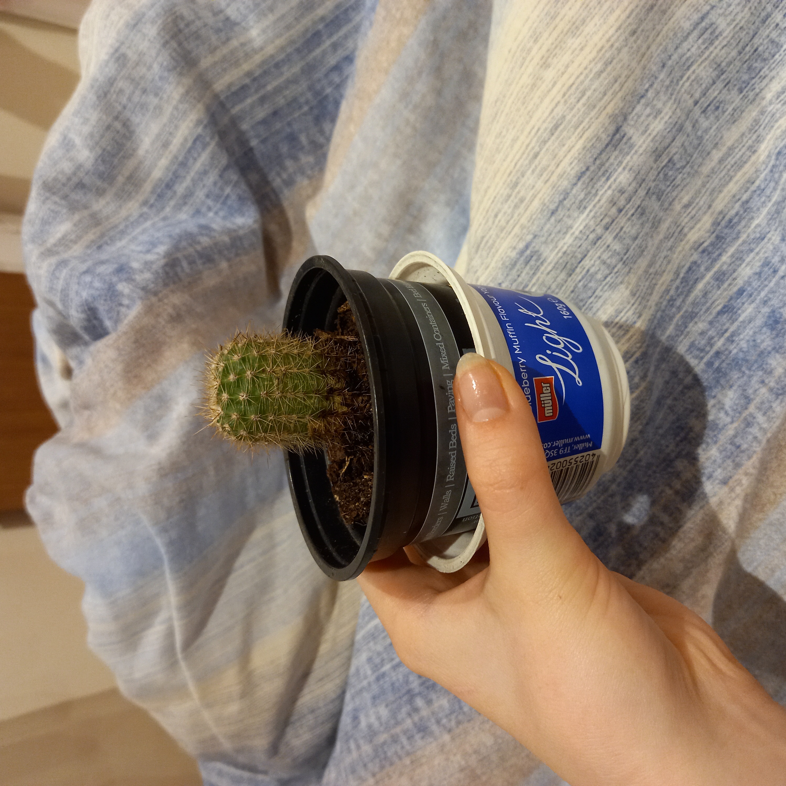 Lady Finger Cactus 'Copper King' in a plastic pot, held by a hand.