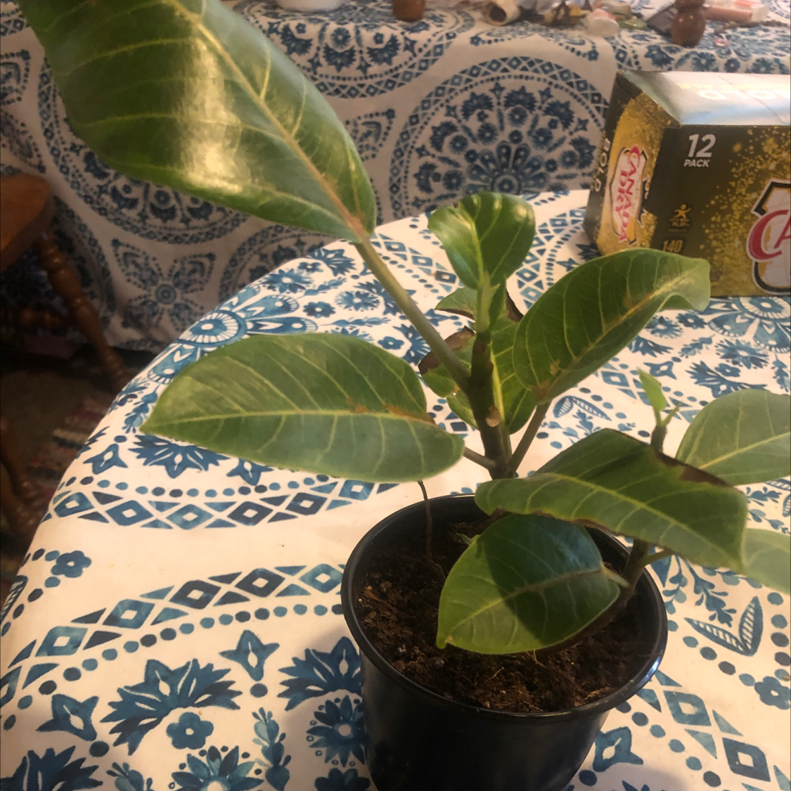Audrey Ficus plant in a black pot on a patterned tablecloth with household items in the background.