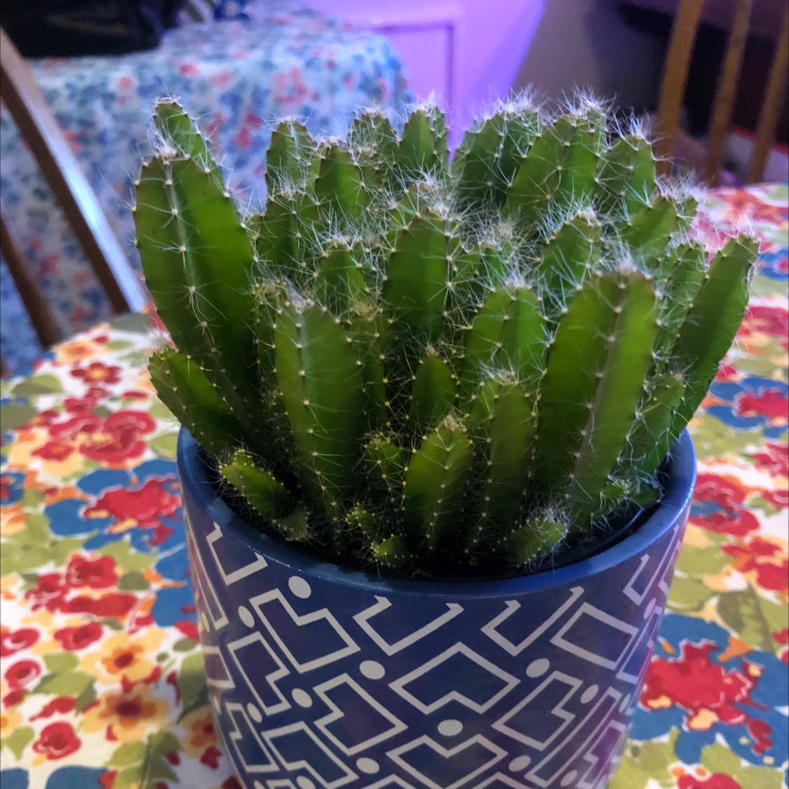 Healthy dragonfruit plant in a decorative pot on a floral tablecloth.