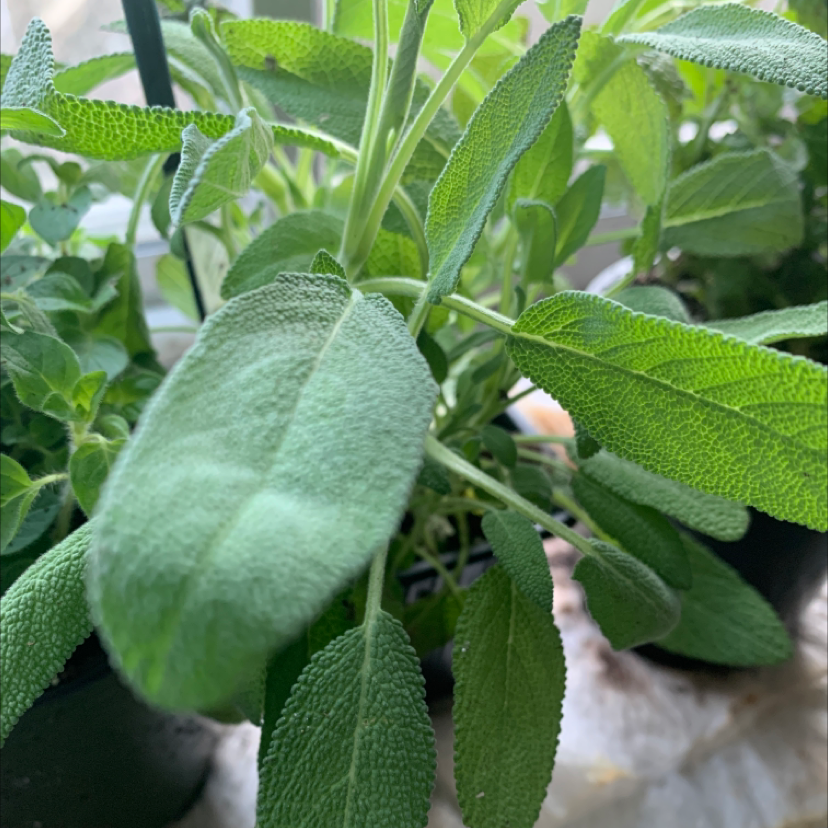Healthy Common Sage plant with vibrant green, textured leaves.