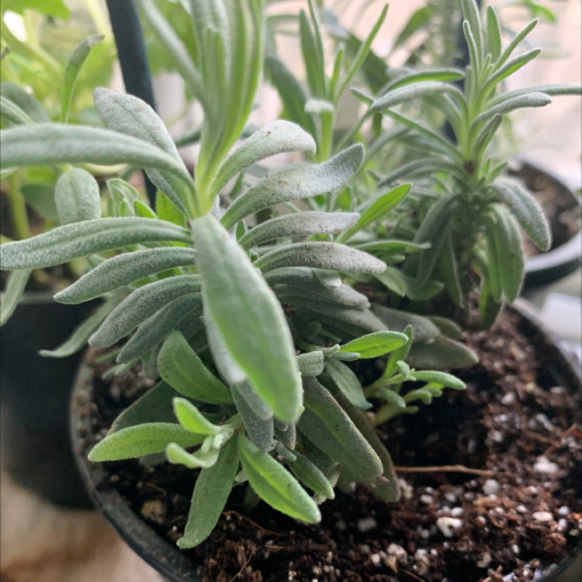 Close-up of a healthy potted lavender plant with visible soil.
