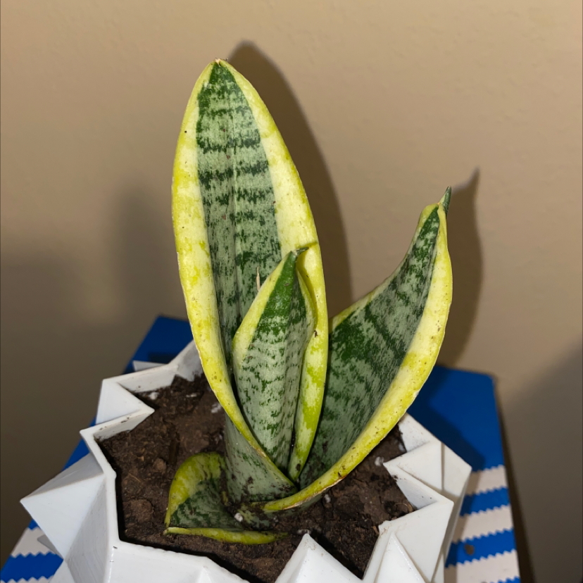 Futura Superba Snake Plant in a white pot with some yellowing leaves.