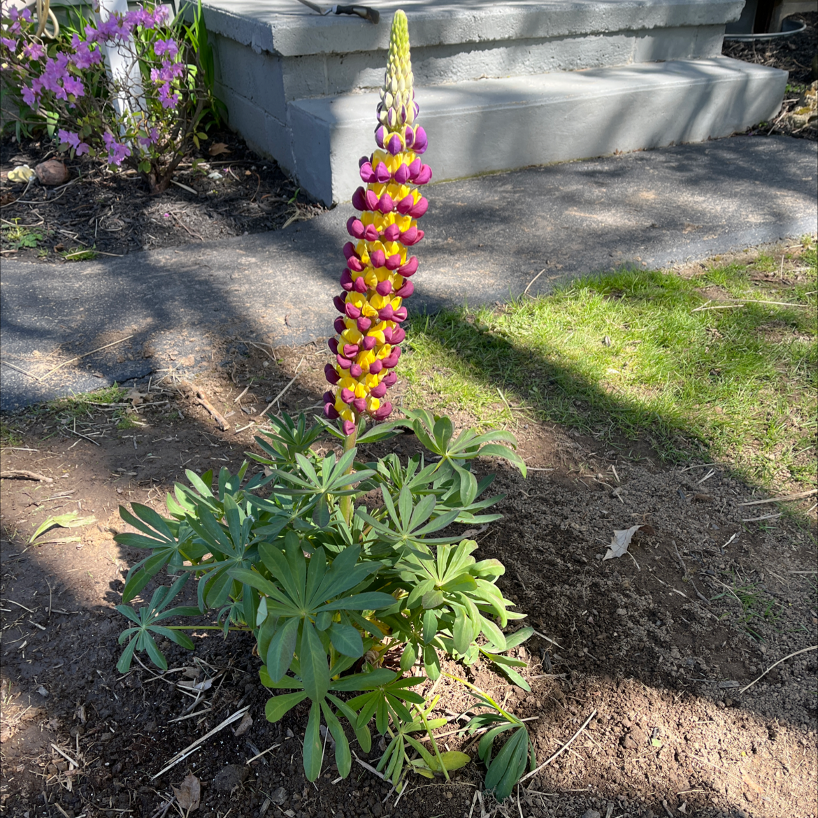 Big-Leaved Lupine plant with a tall, colorful flower spike and healthy green leaves.