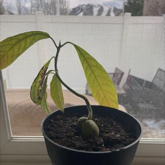 Avocado plant in North Logan, Utah