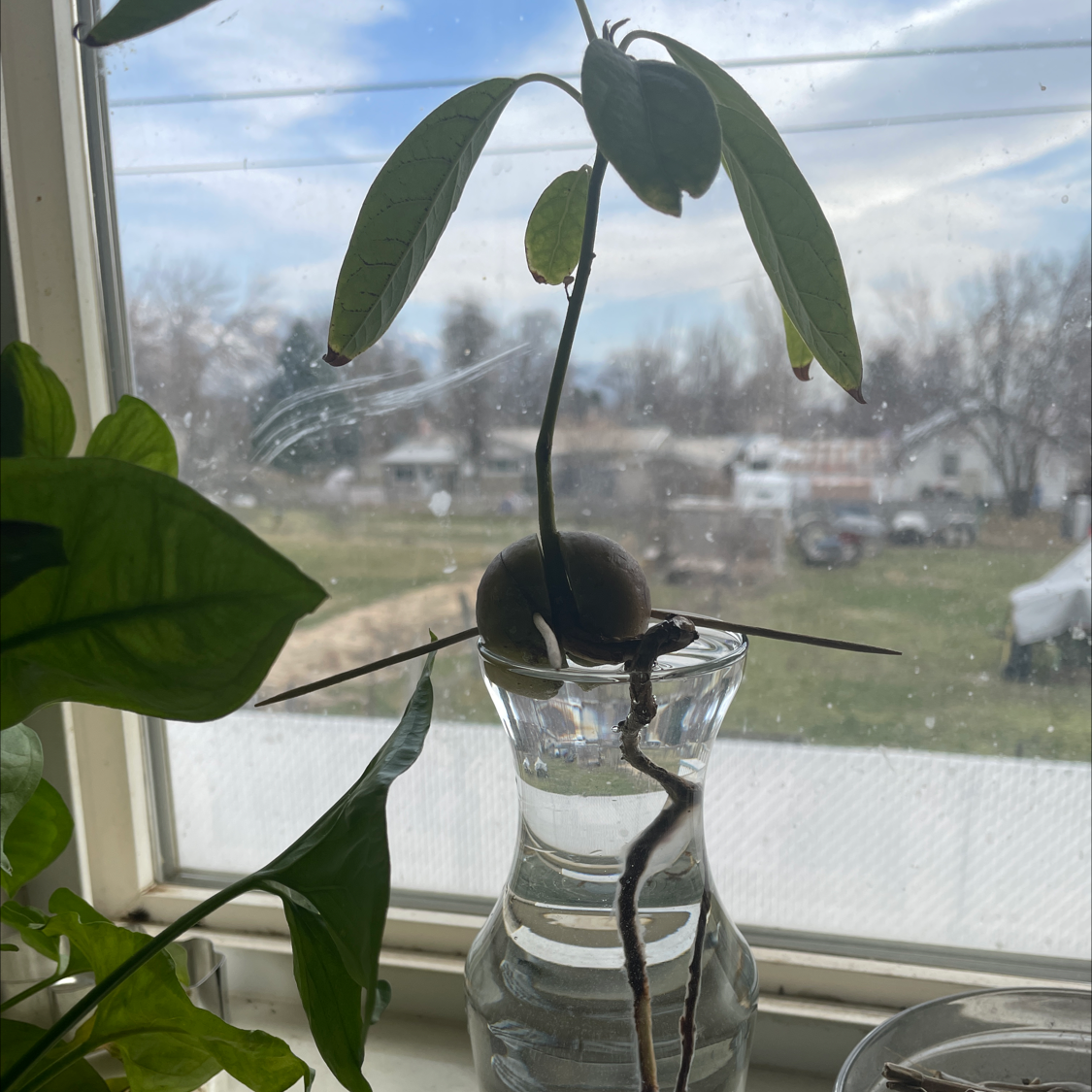 Wurtz Avocado plant photo by @StockyCoccoon named Gary on Greg, the plant care app.