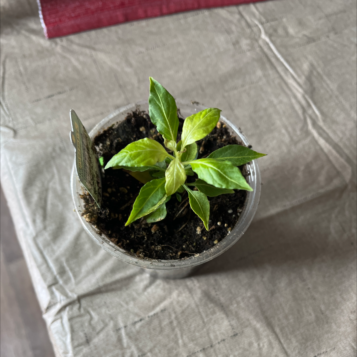 Young Tabasco Pepper plant in a small pot with visible soil and slight leaf yellowing.