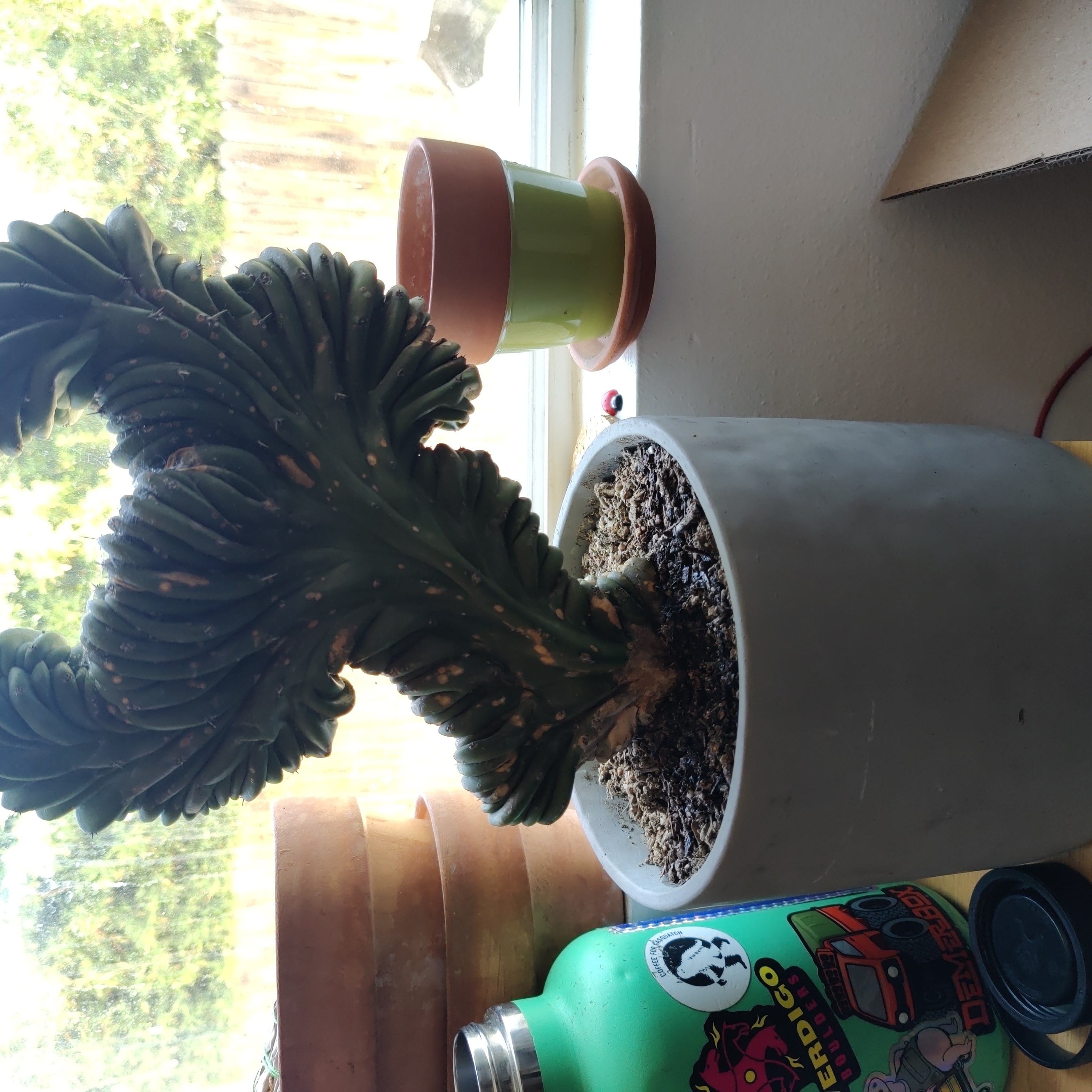 Potted Crested Blue Flame plant with visible soil, well-framed and in focus.