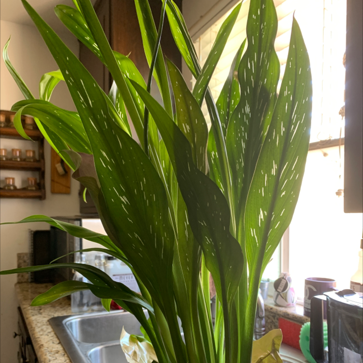 Spotted Calla Lily with healthy green leaves and white spots, placed near a kitchen sink.