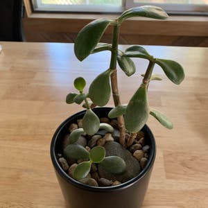 Jade plant photo by @Coyote925 named Robert Plant on Greg, the plant care app.
