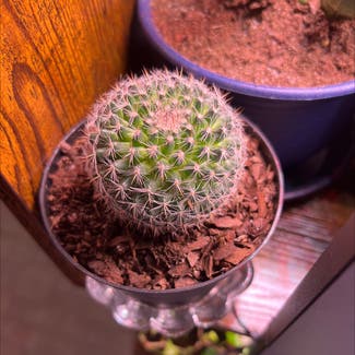 Little Nipple Cactus plant in Cullowhee, North Carolina