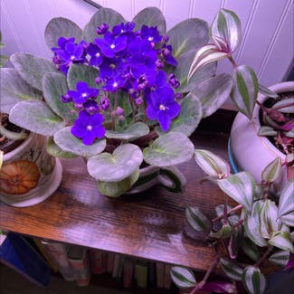 Kenyan Violet plant in Cullowhee, North Carolina