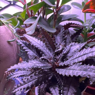 Dark Mystery Pilea plant in Cullowhee, North Carolina