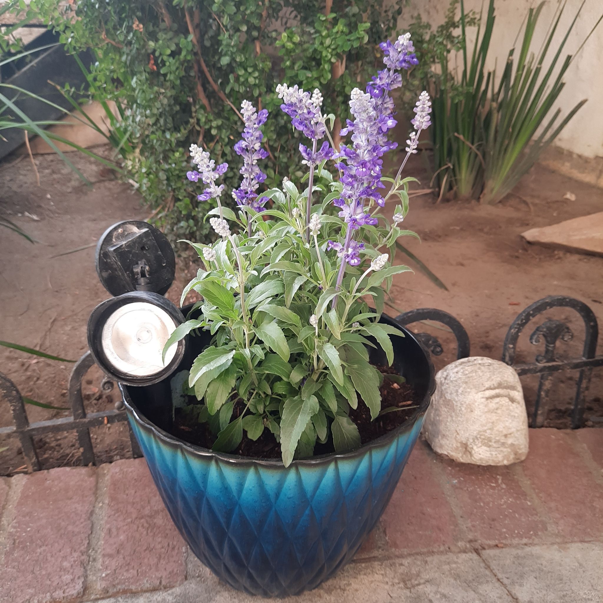 Potted Mealycup Sage plant with purple flowers in a blue pot.