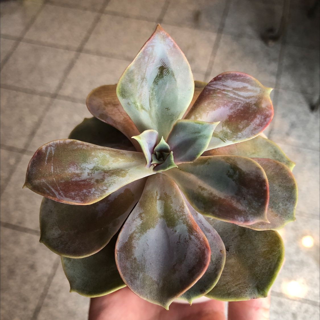 Echeveria Gibbiflora succulent with some browning leaves held in a hand.