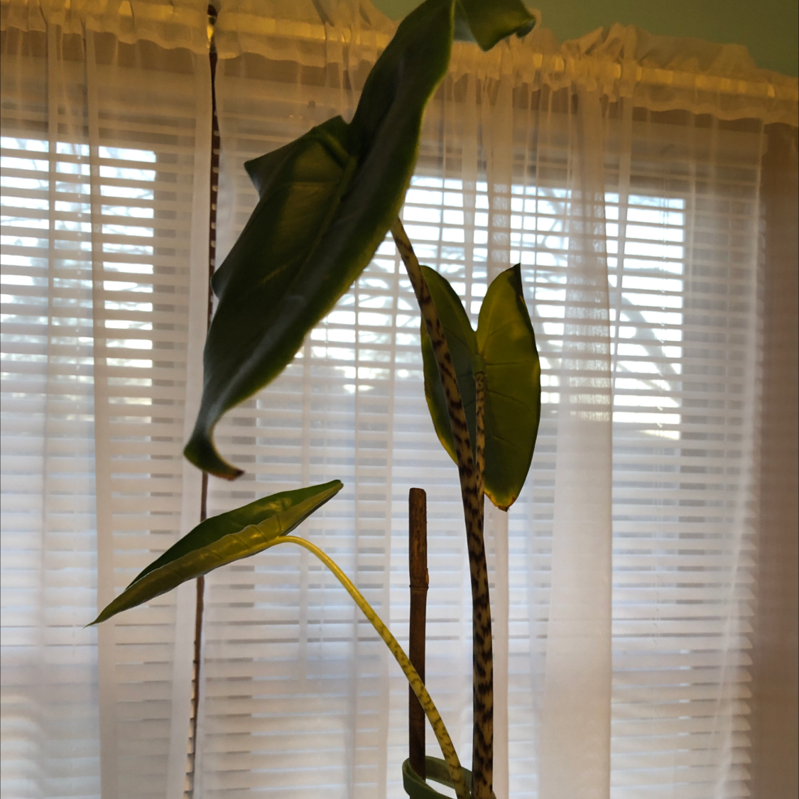 Zebra Elephant Ear plant with large leaves and striped stems in front of a window with sheer curtains.