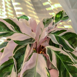 Calathea 'White Fusion' plant photo by @AlexG named Bb on Greg, the plant care app.