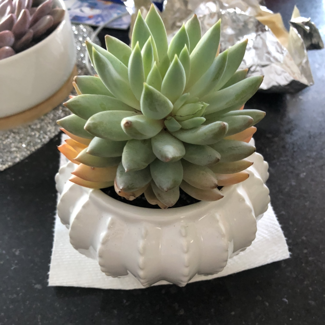 Photo of the plant species Echeveria calderoniae by @AlexG named The hedgehog on Greg, the plant care app