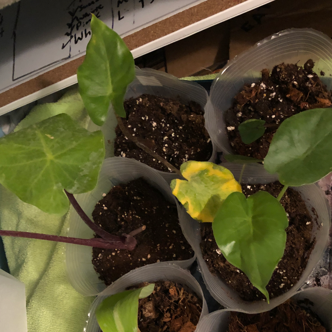 Several Giant Taro plants in small containers, with one leaf showing yellowing.