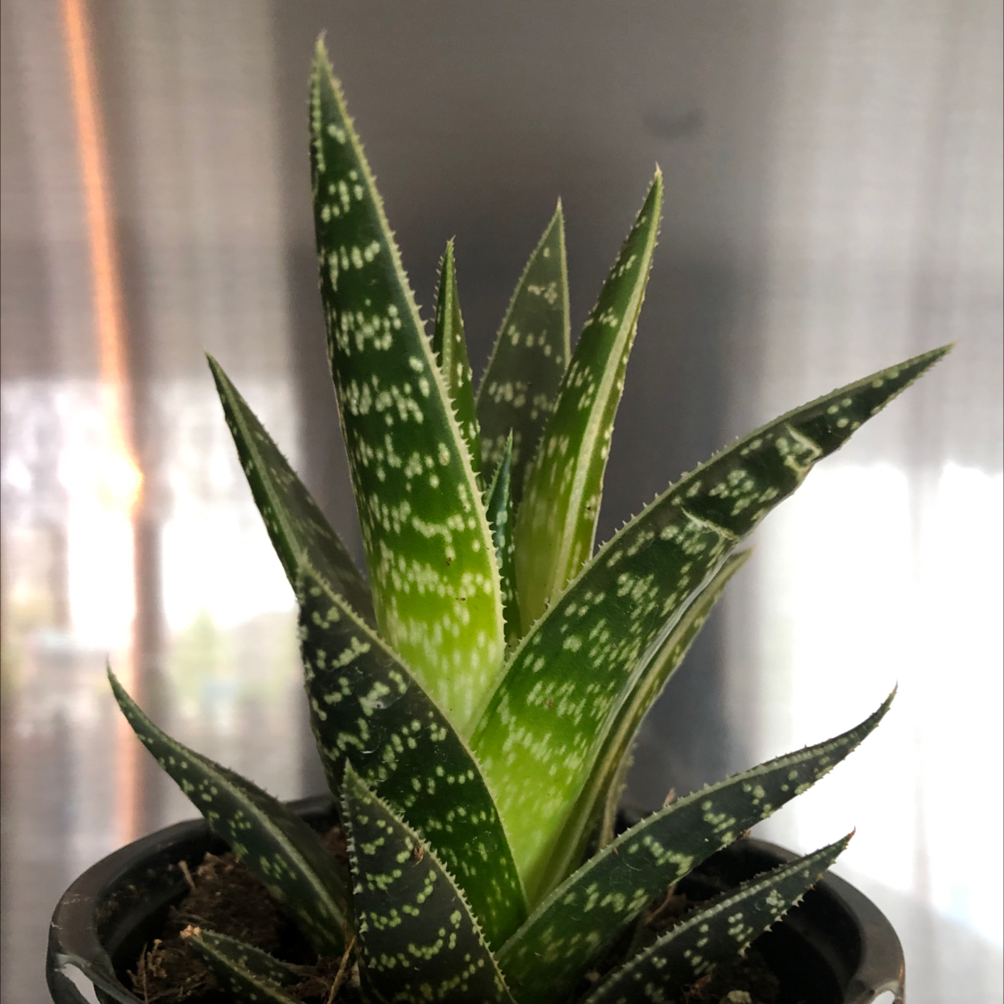 Bredasdorp Gasteria plant with healthy green leaves and white spots in a pot.