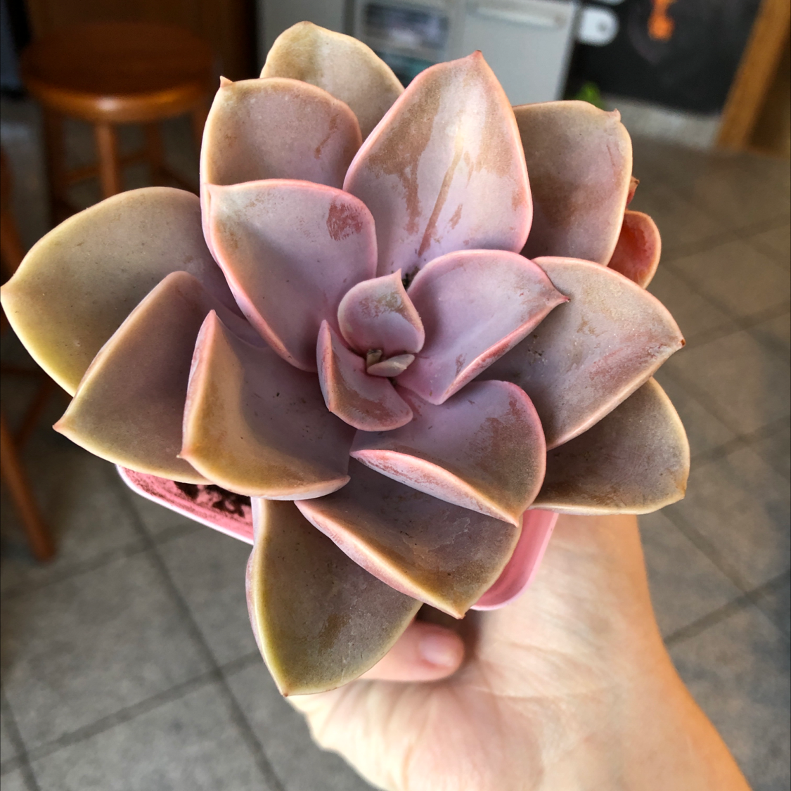 Echeveria 'Perle von Nurnberg' succulent with pinkish-purple leaves, some browning, held by a hand indoors.