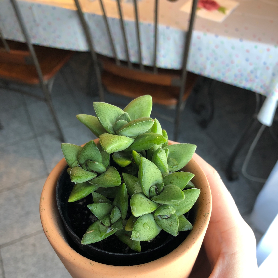 Crassula 'Moonglow' plant in a terracotta pot, held by a hand.