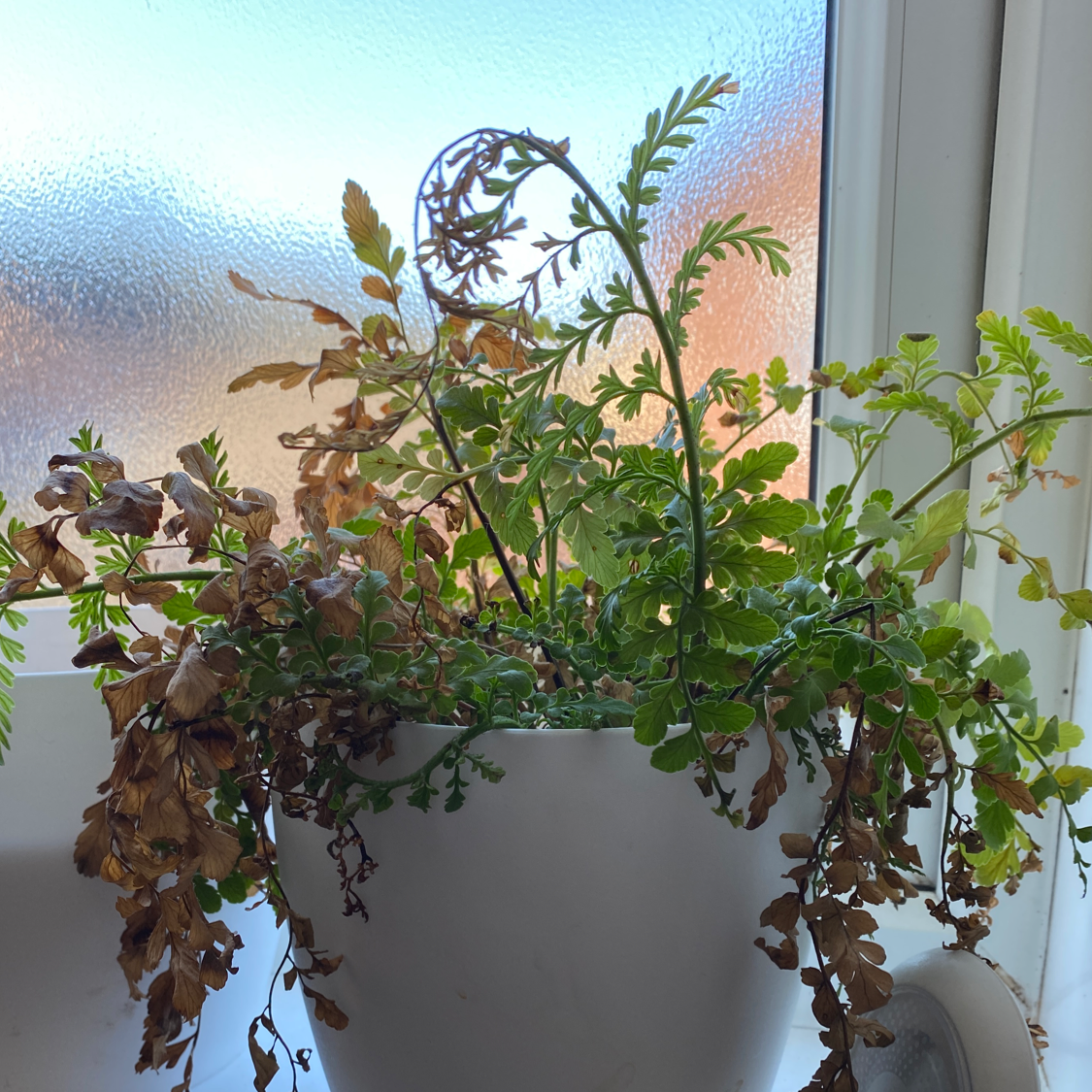 Potted Black Spleenwort with green and browning leaves in a white pot by a frosted window.