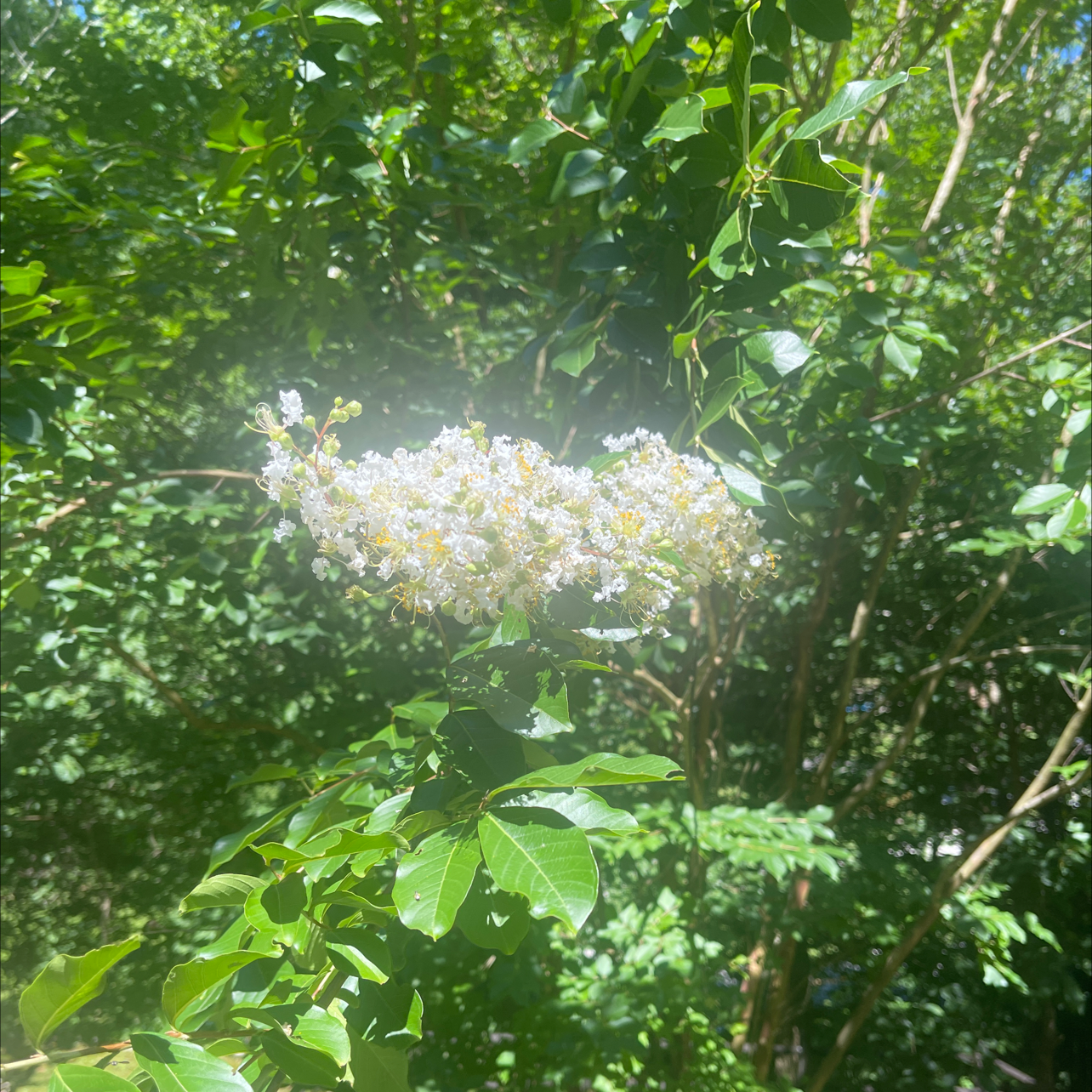 Close-up of a healthy flowering Cape Myrtle plant with white clustered flowers and glossy green leaves.