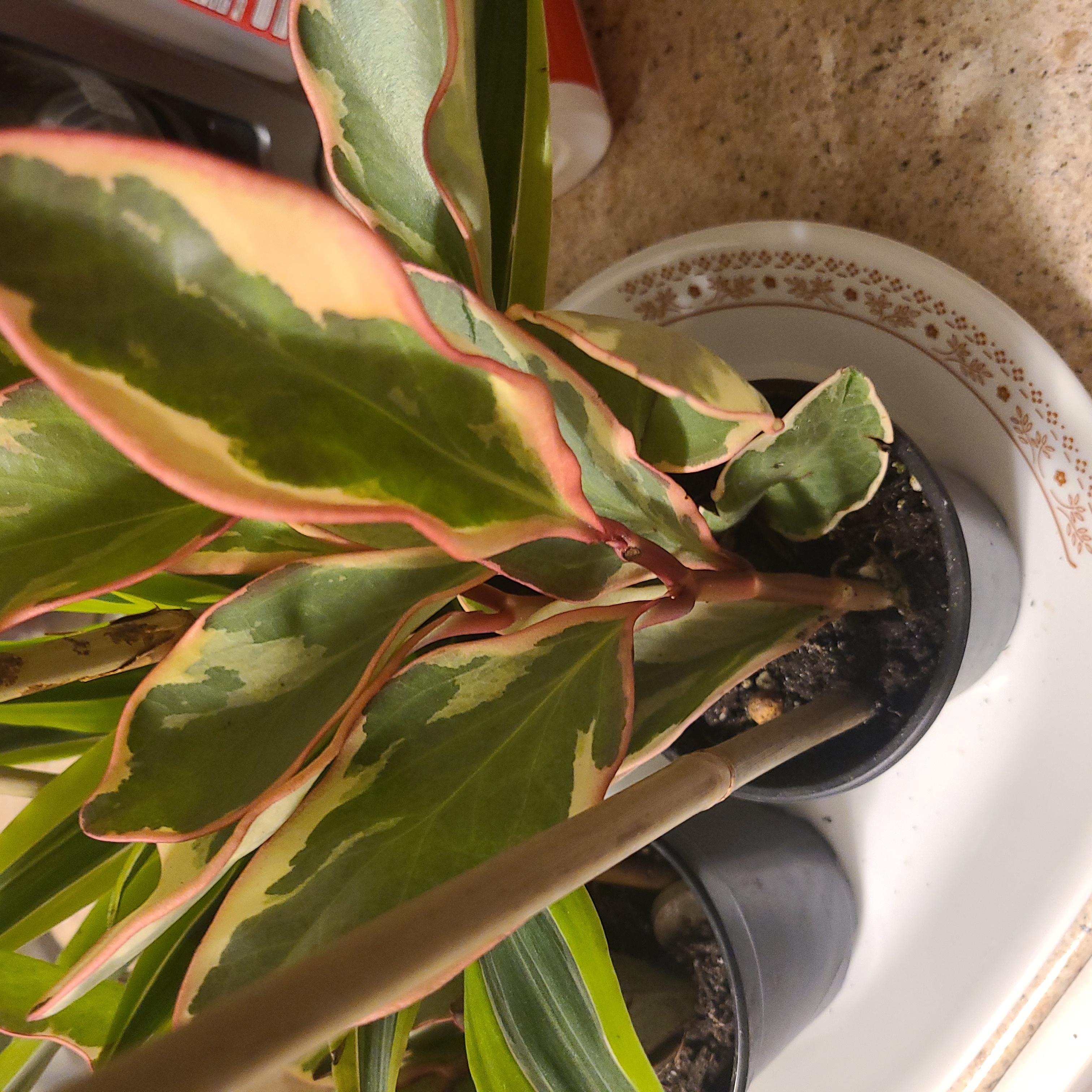 Jelly Peperomia plant with variegated leaves in a pot, healthy appearance.