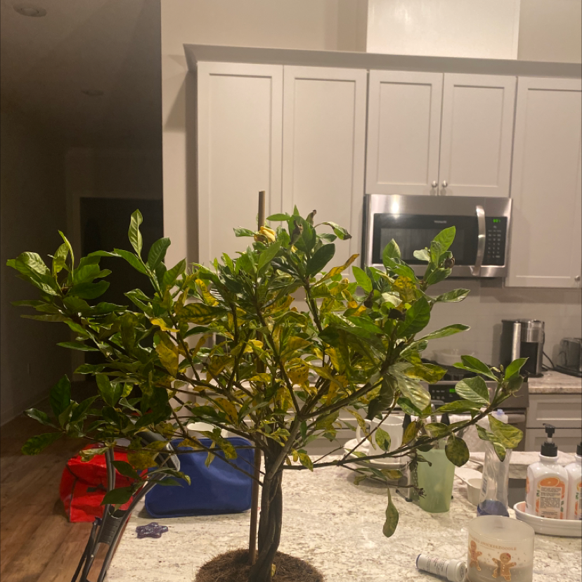 Gardenia