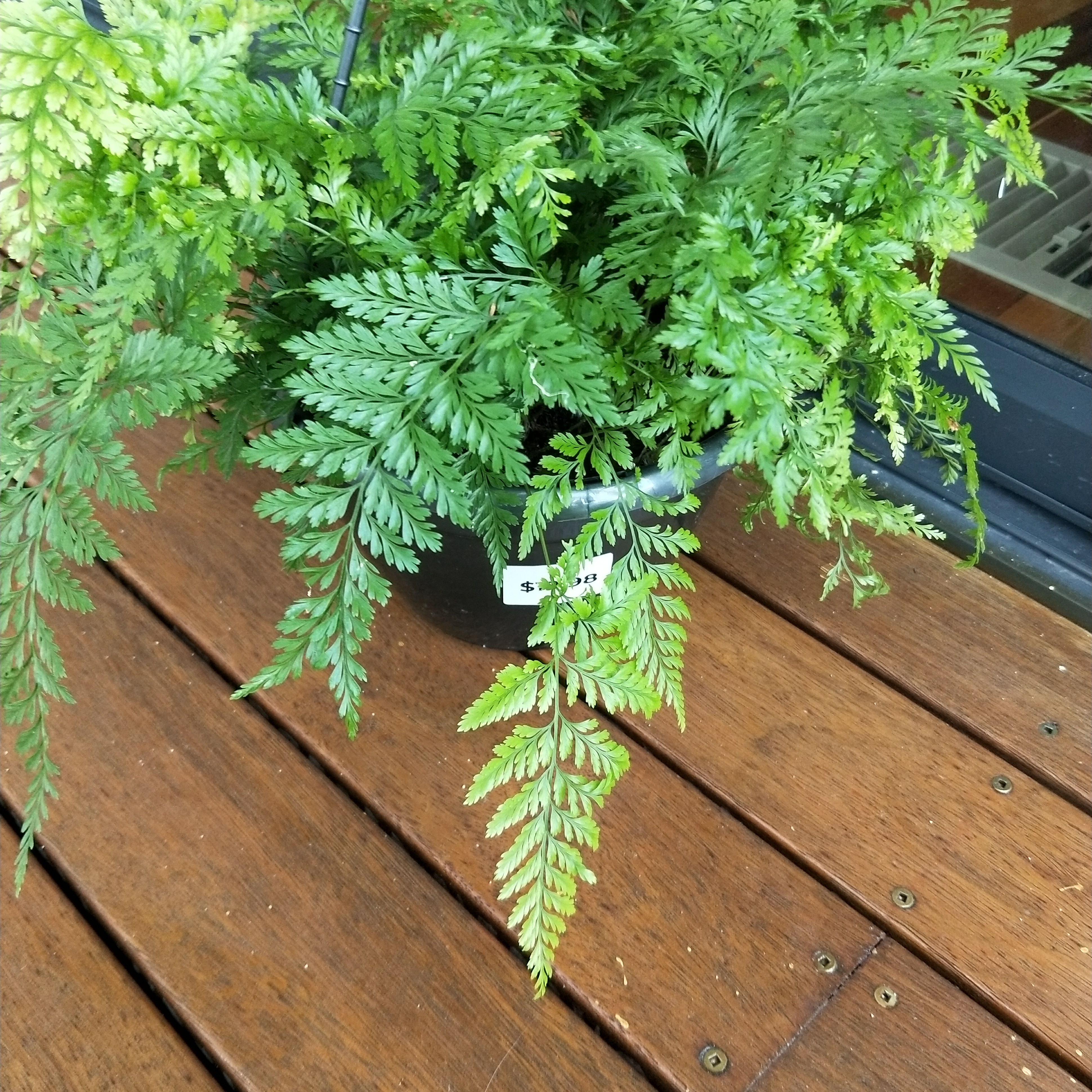 Potted Black Spleenwort plant with some yellowing leaf tips on a wooden surface.