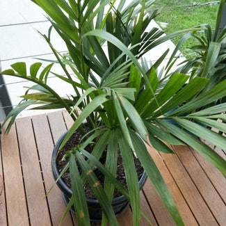 Kentia Palm plant in Reservoir, Victoria