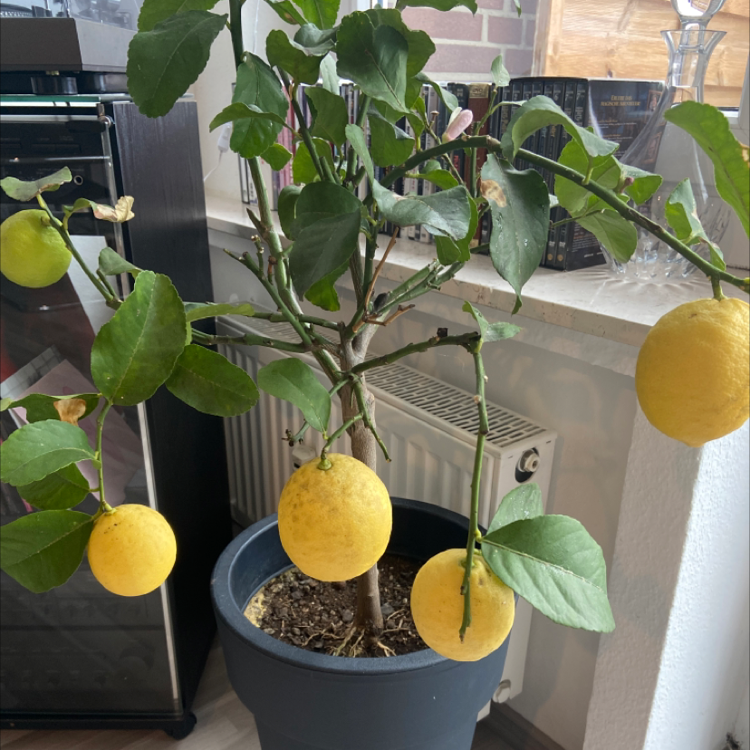 Makrut Lime plant in a pot with several yellow fruits, placed indoors near a window.