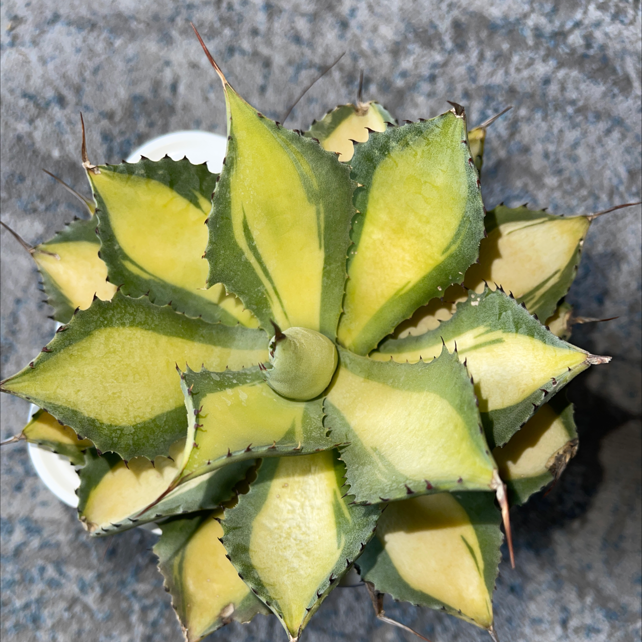 Photo of the plant species Dwarf Butterfly Agave by @Variegatedplant named Your plant on Greg, the plant care app