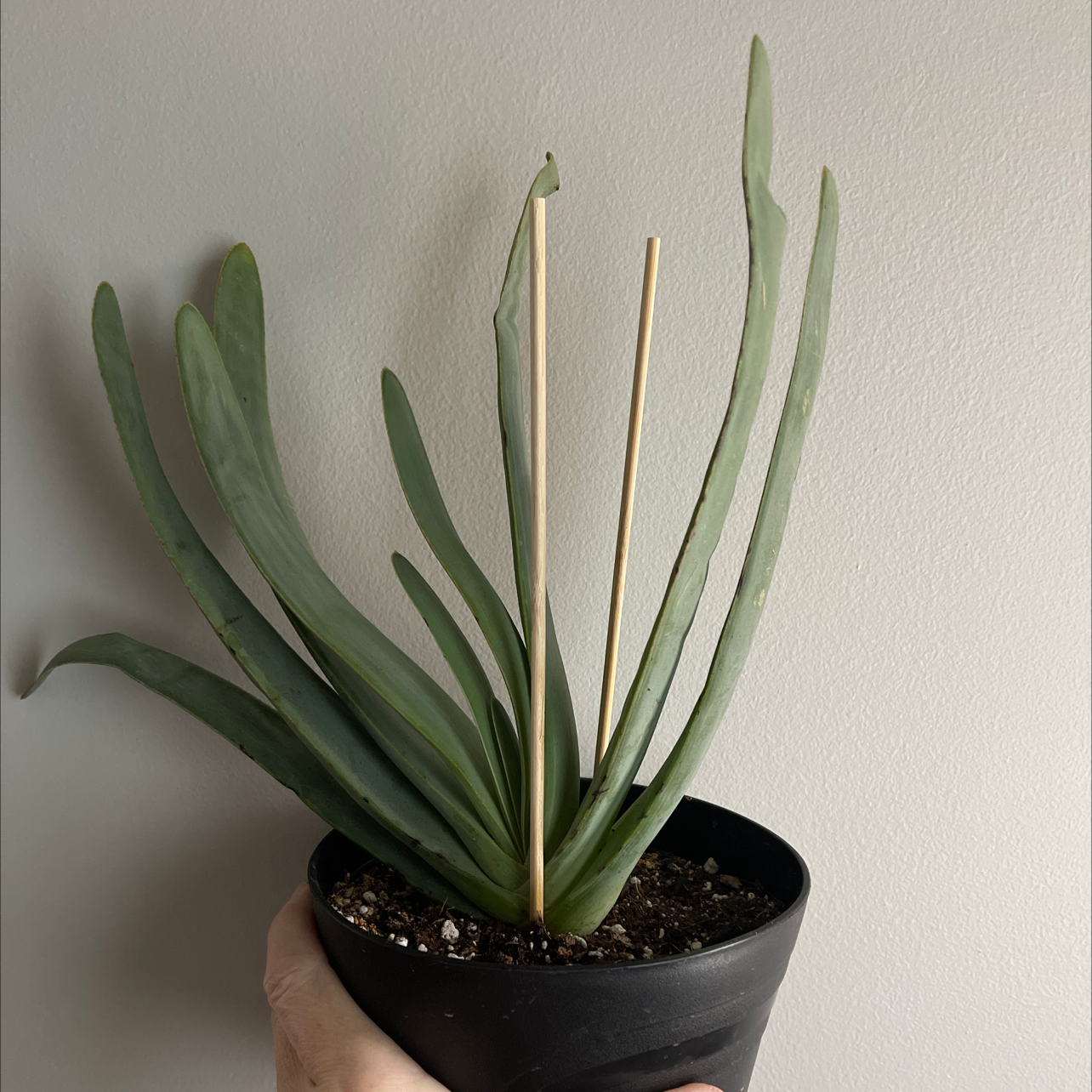 Photo of the plant species Kumara plicatilis by @Variegatedplant named Kumara plicatilis on Greg, the plant care app