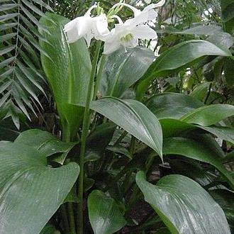 Photo of the plant species Urceolina amazonica by @Angelika named Amazon Lily on Greg, the plant care app