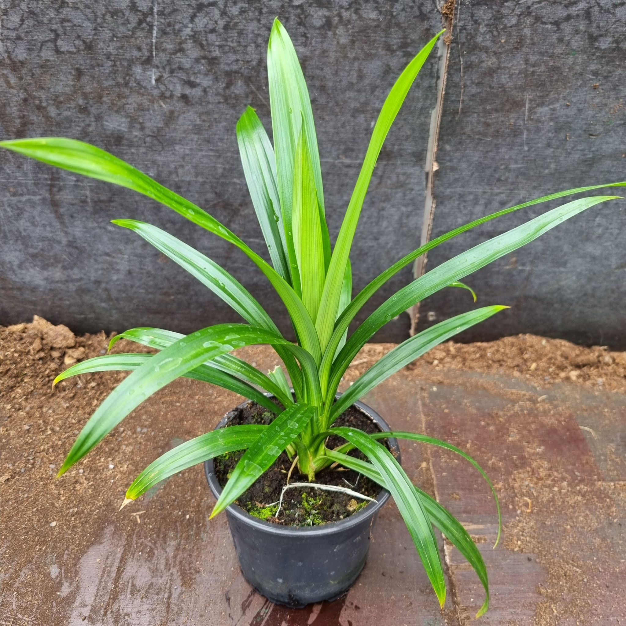 Photo of the plant species Screwpine by @Angelika named Pandanus on Greg, the plant care app