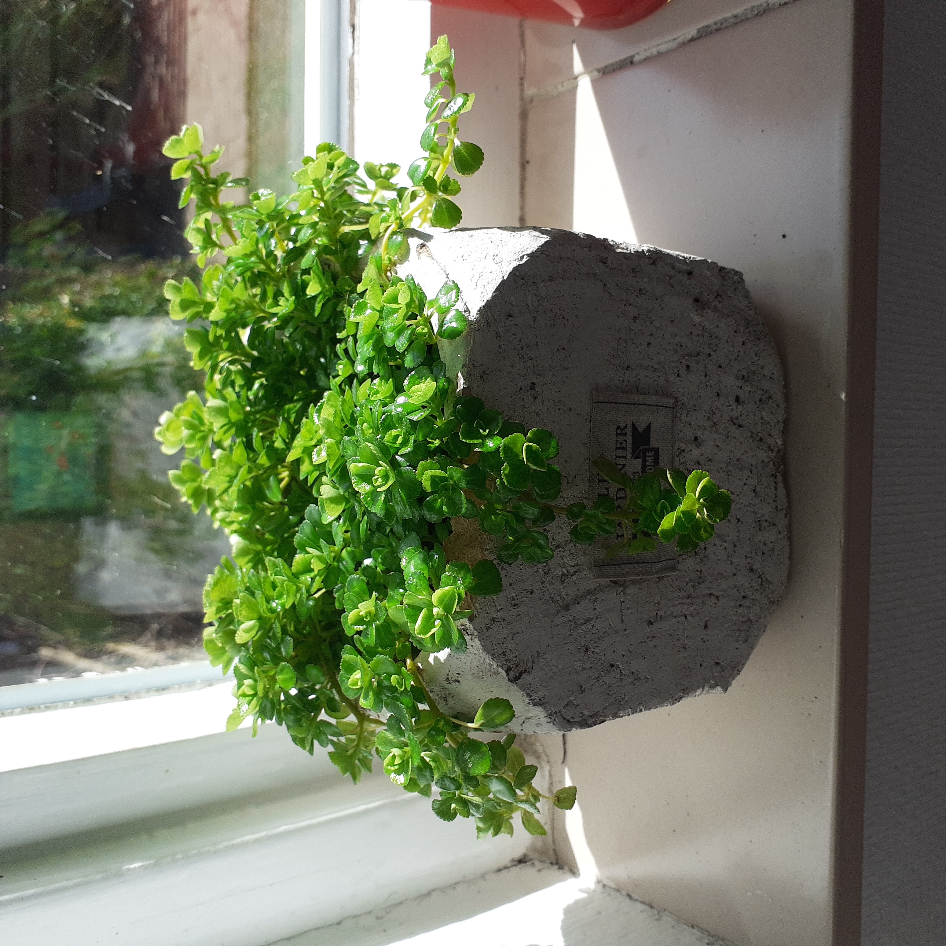 Photo of the plant species Rockweed by @JoysomePegaropa named Rocky on Greg, the plant care app