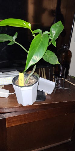 Philodendron Tripartitum plant