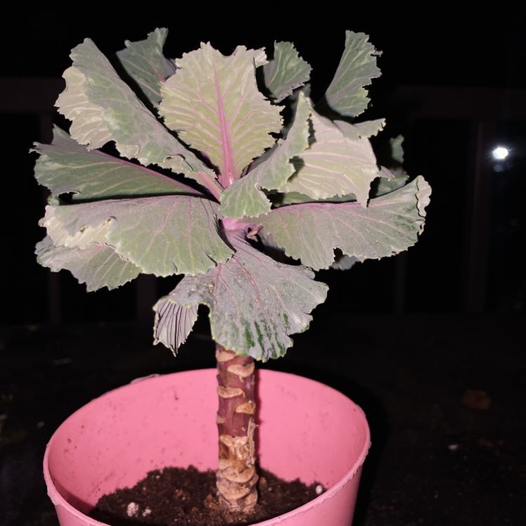 Potted wild cabbage plant with pale green lobed leaves showing some yellowing, centered in image against black background.