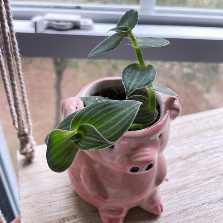 White Velvet plant in a pig-shaped pot near a window, with healthy green leaves.