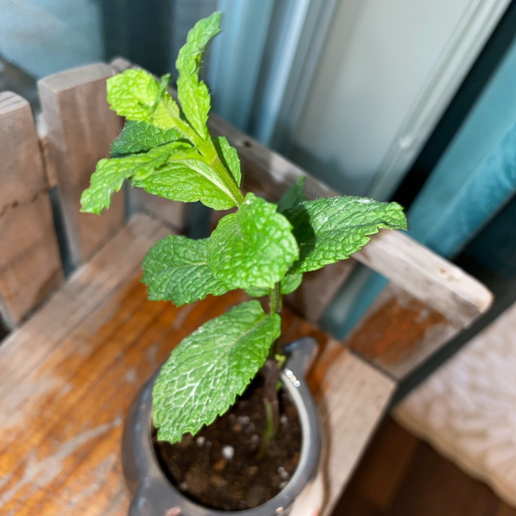 Potted spearmint plant with vibrant green leaves, well-framed and in focus.