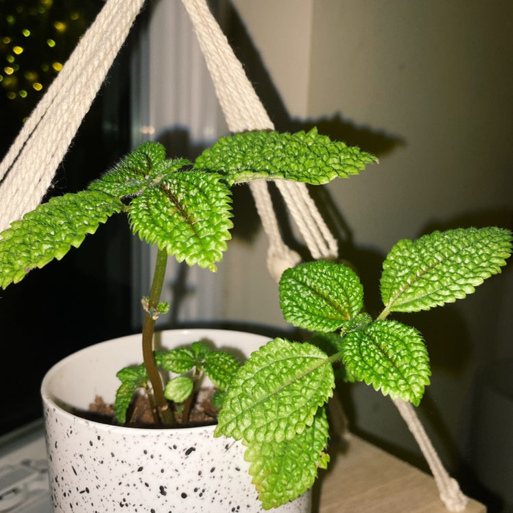 Pilea mollis plant in a white pot with vibrant green leaves and visible soil.