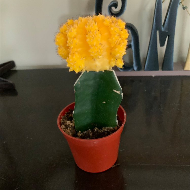 Moon Cactus plant photo by @Blairlegere named Lunar on Greg, the plant care app.