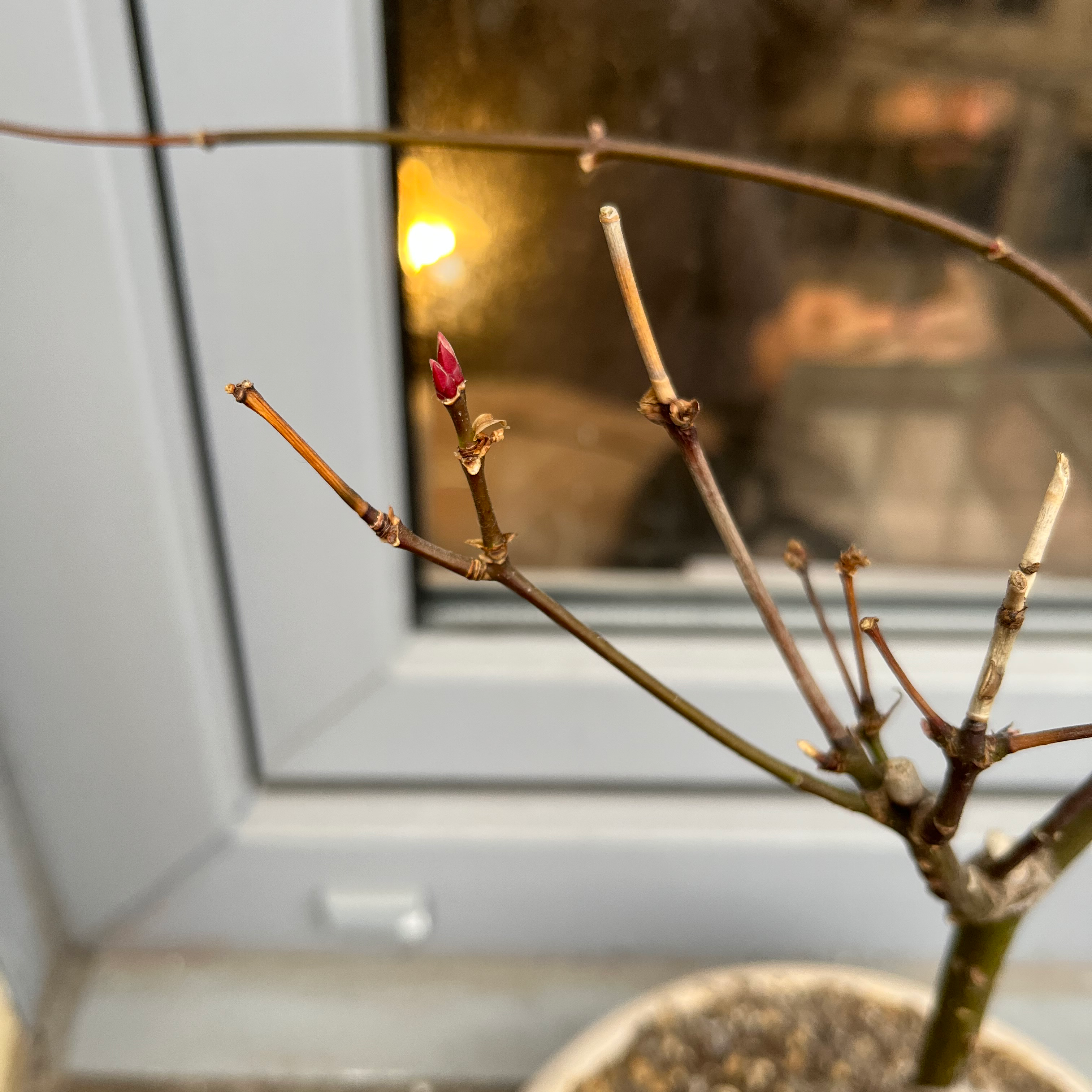 🍁 Why Are My Red Maple Leaves Droopy?