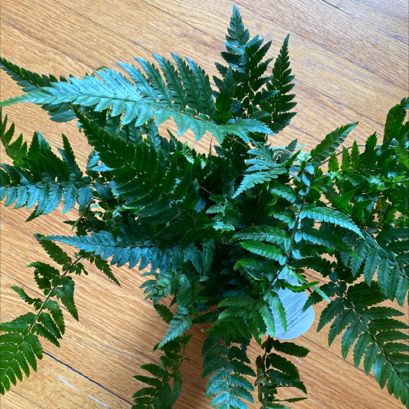 Healthy Autumn Fern with vibrant green fronds.