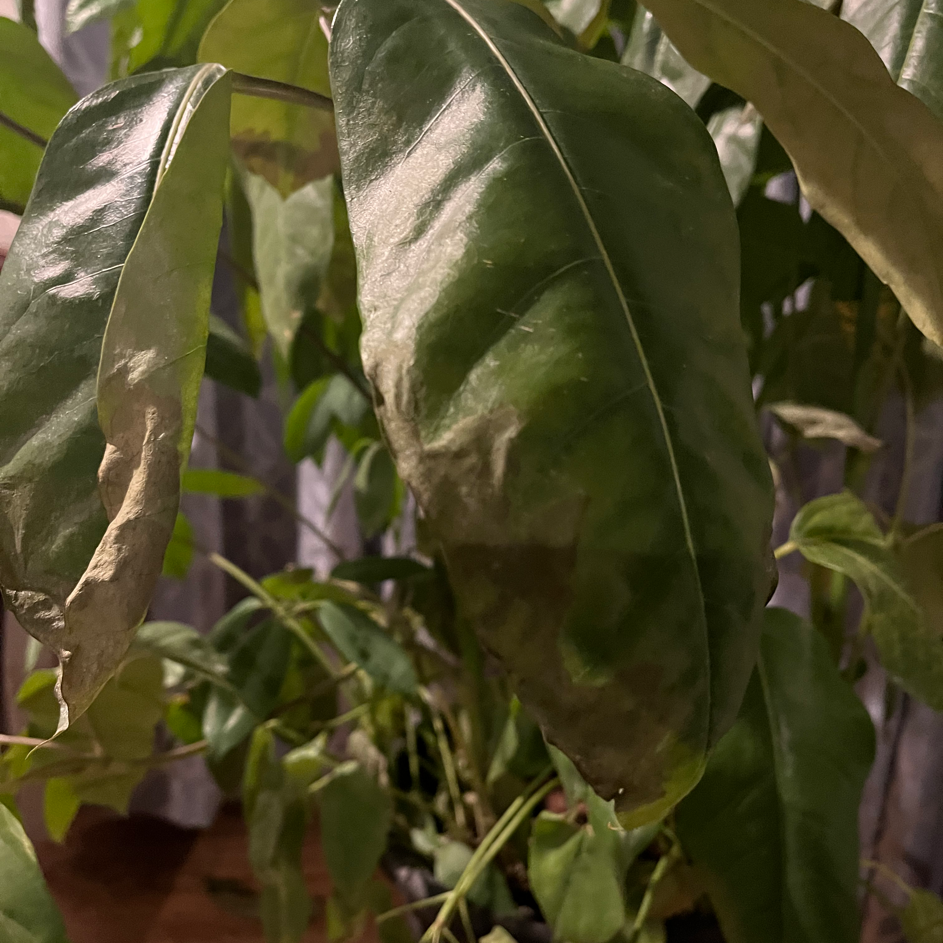 Octopus Tree plant with large, glossy leaves showing some browning and curling.