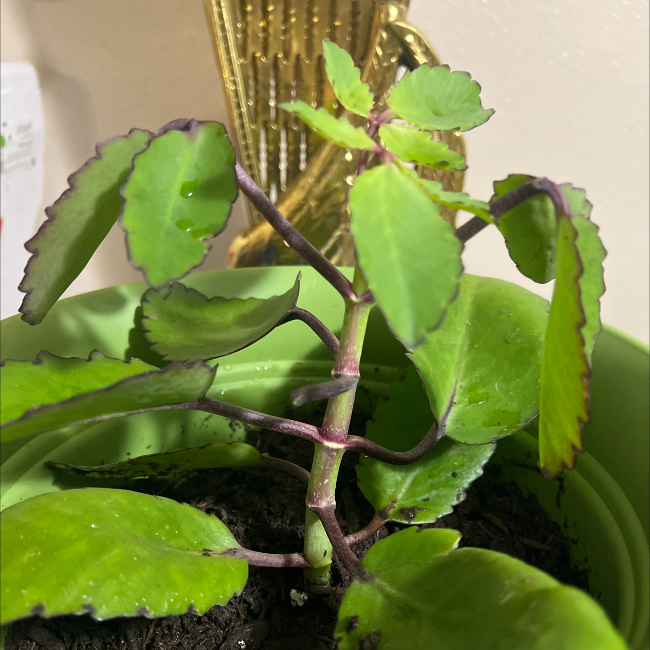 Healthy, robust Kalanchoe pinnata succulent plant with thick, scalloped green leaves. The plant appears well-cared for and is thriving.