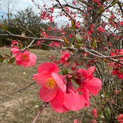 Japanese Flowering Quince plant