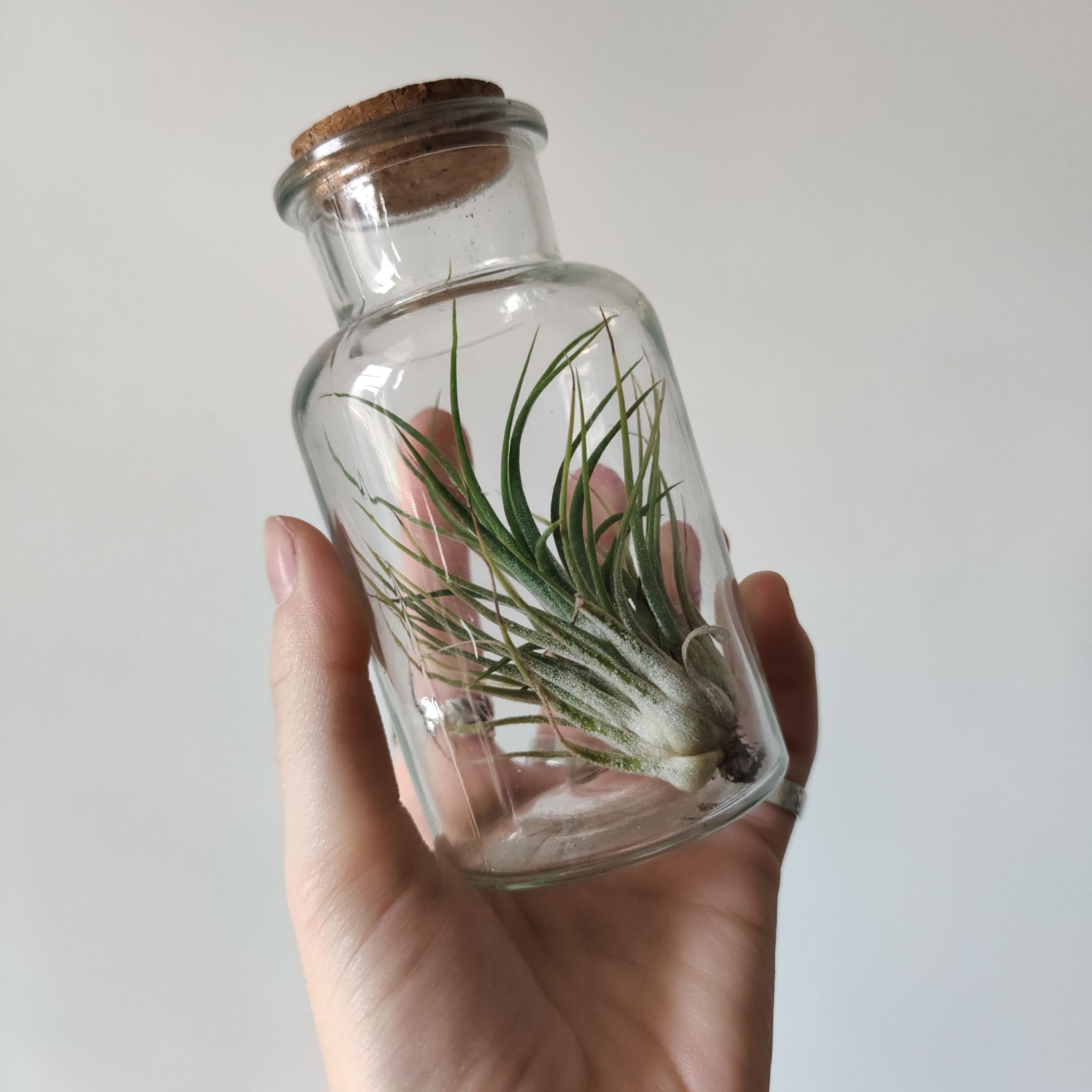 Photo of the plant species Blushing Bride Air Plant by @Xencaye named Timothy on Greg, the plant care app