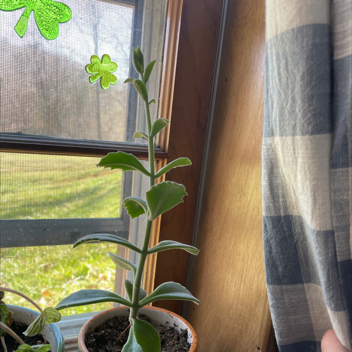 Lavender Scallops plant in a pot on a windowsill with green, healthy leaves.